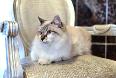 Beautiful Persian cat on a classic chair.
