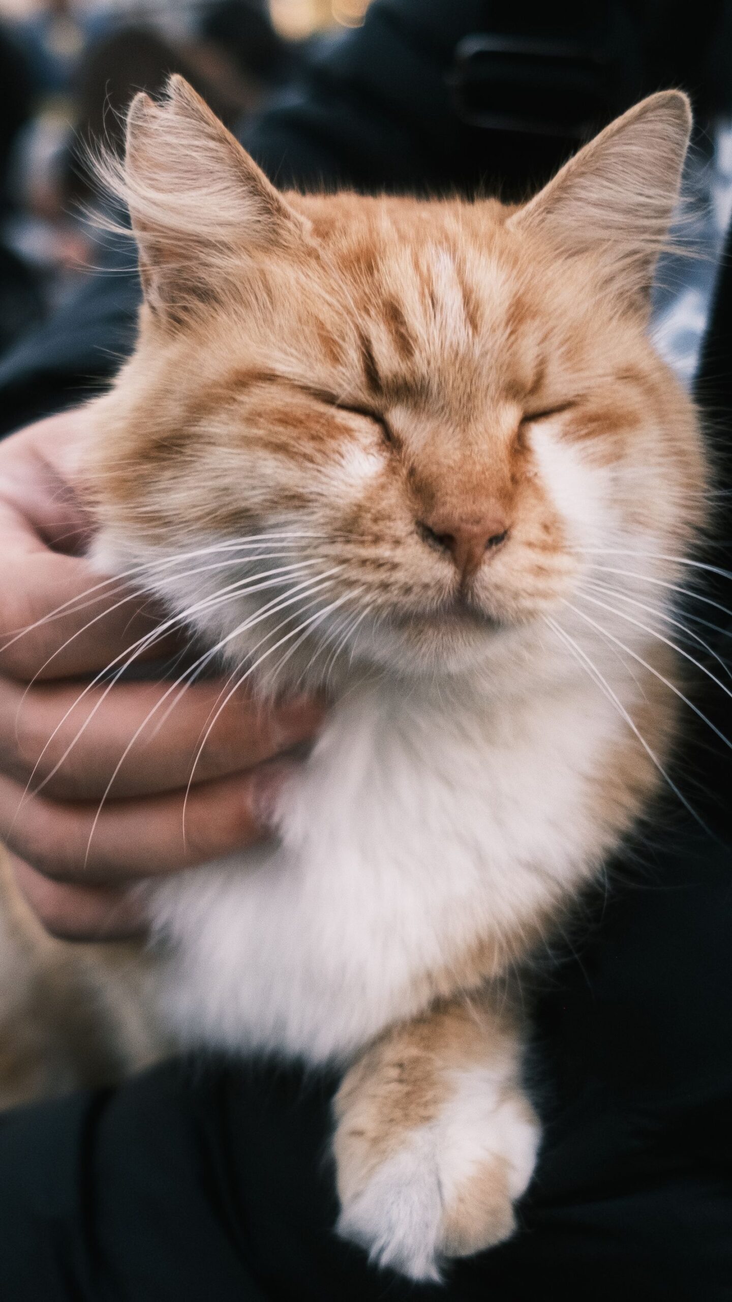 Happy cat enjoying a visit from its Furry Cat Face cat sitter