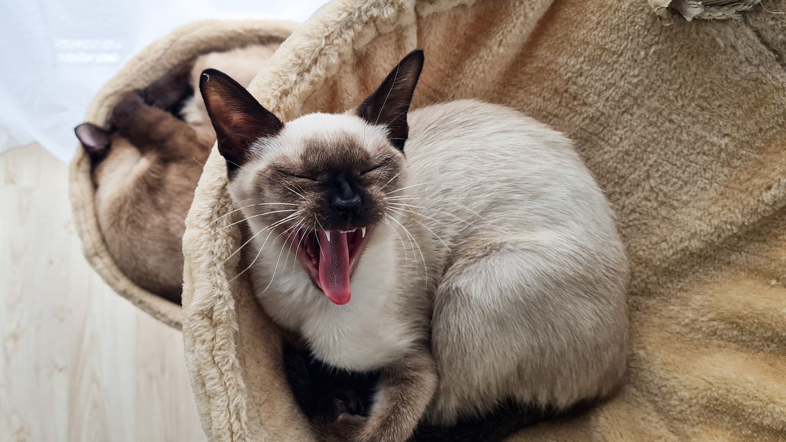 Siamese cat yawning on a cosy blanket at home